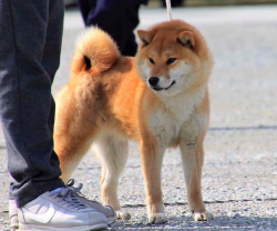 picture of dog