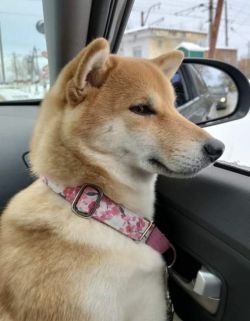 picture of dog