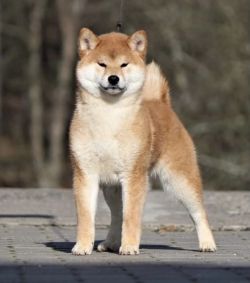 picture of dog