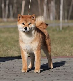 picture of dog