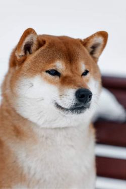 picture of dog
