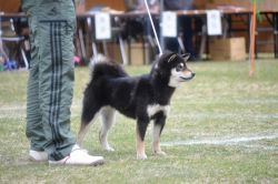 picture of dog