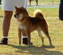 picture of dog