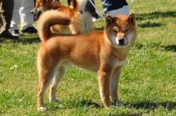 picture of dog