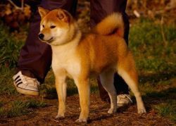 picture of dog