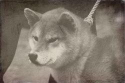 picture of dog