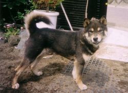 picture of dog
