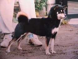 picture of dog