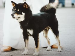 picture of dog