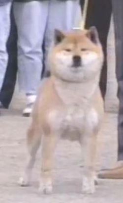 picture of dog