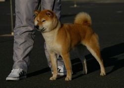 picture of dog