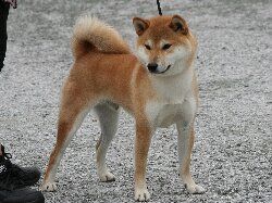 picture of dog