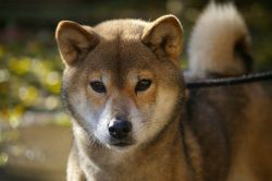 picture of dog