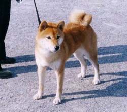 picture of dog