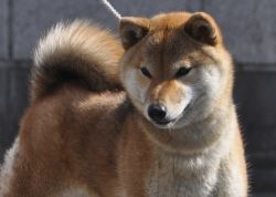 picture of dog