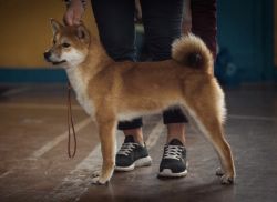 picture of dog