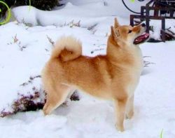 picture of dog