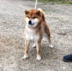 picture of dog