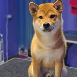 picture of dog