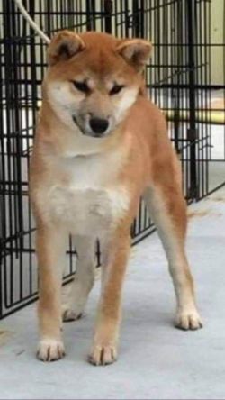 picture of dog