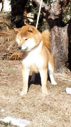 picture of dog