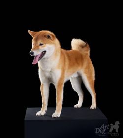 picture of dog