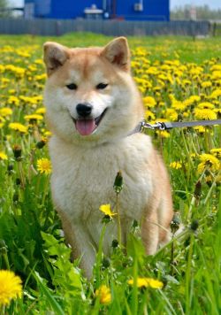 picture of dog
