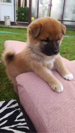 picture of dog