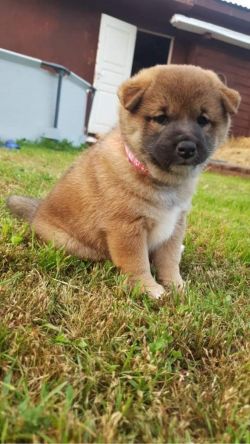picture of dog