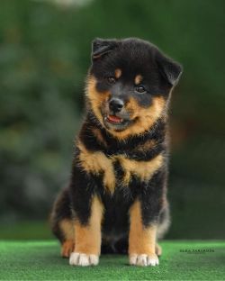 picture of dog