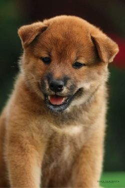 picture of dog