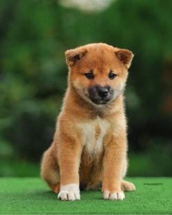 picture of dog