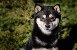 picture of dog
