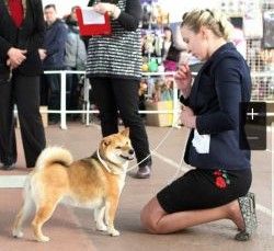 picture of dog