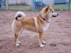 picture of dog