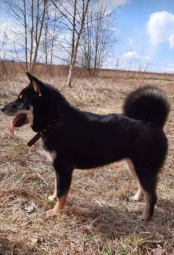 picture of dog