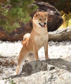 picture of dog