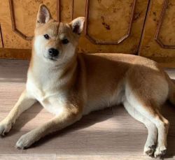 picture of dog