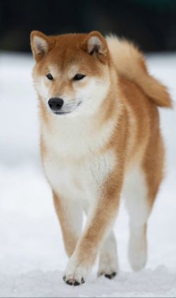 picture of dog