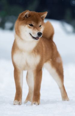 picture of dog