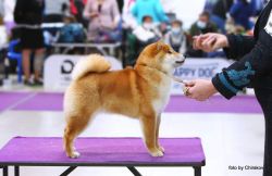 picture of dog