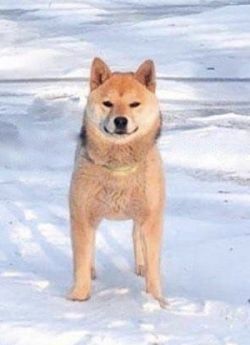 picture of dog