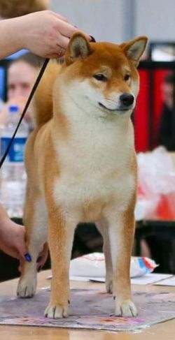 picture of dog