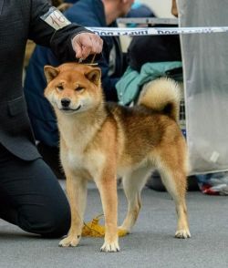 picture of dog
