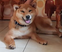 picture of dog