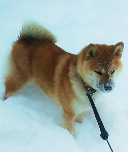 picture of dog