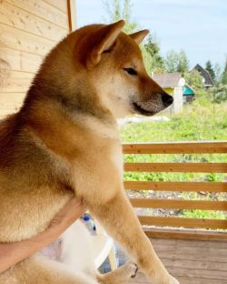 picture of dog
