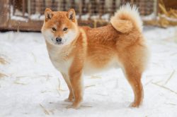 picture of dog