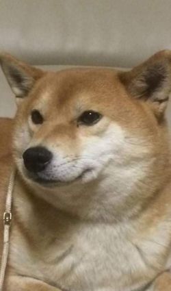 picture of dog