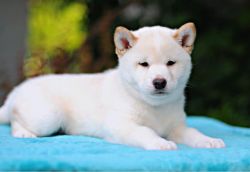 picture of dog